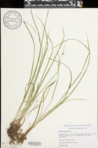 Carex godfreyi image