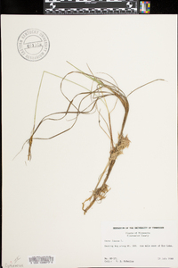 Carex limosa image