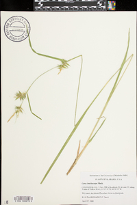 Carex lonchocarpa image