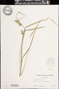 Carex lonchocarpa image