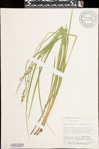 Carex muricata var. ruthii image