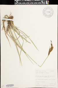 Carex nebraskensis image