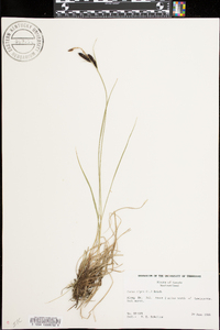 Carex nigra image