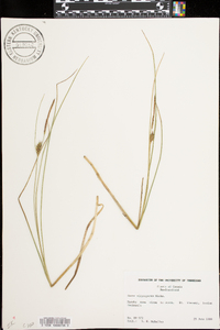 Carex oligosperma image