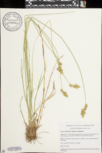 Carex ozarkana image