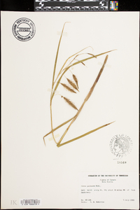 Carex paleacea image