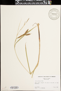 Carex paleacea var. transatlantica image