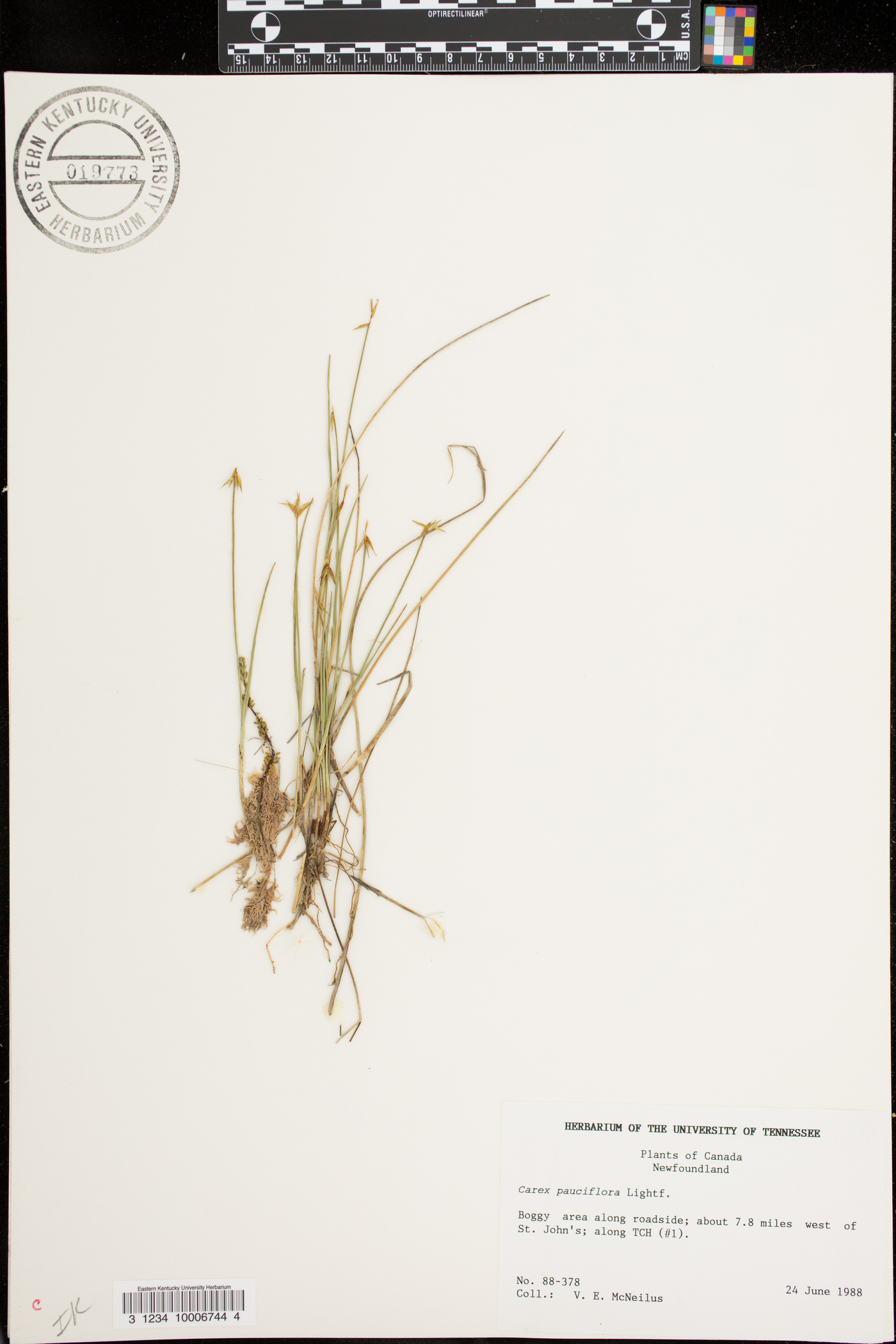 Carex pauciflora image