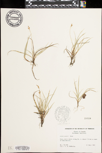 Carex peckii image