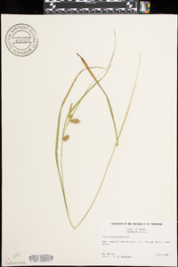 Carex pseudocyperus image