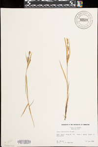 Carex subspathacea image