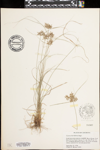 Cyperus thyrsiflorus image