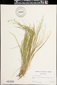 Carex trisperma image