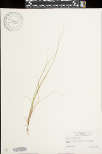 Carex trisperma image