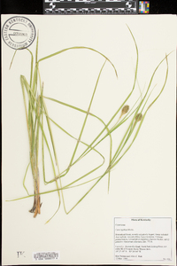 Carex typhina image