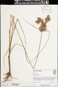 Cyperus pilosus image