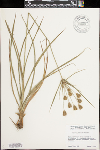 Cyperus plukenetii image