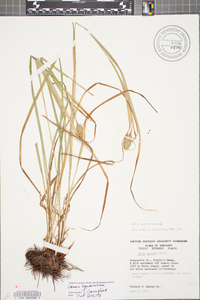 Carex typhina image