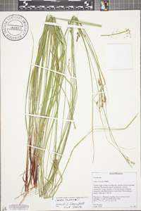 Carex virescens image