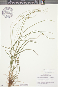 Carex swanii image