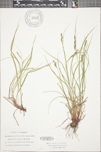 Carex swanii image