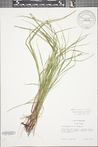 Carex swanii image