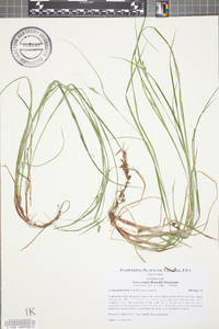 Carex swanii image