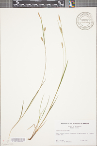 Carex tetanica image