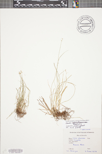 Carex eburnea image