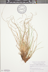 Carex tonsa image