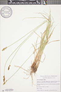 Carex triangularis image