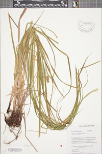 Carex typhina image