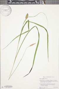 Carex typhina image