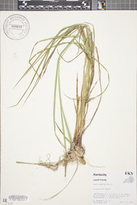 Carex typhina image