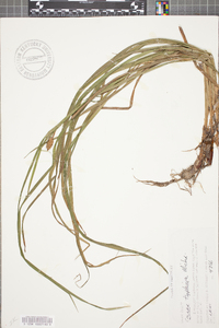 Carex typhina image