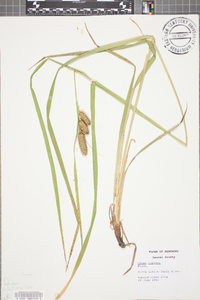 Carex typhina image