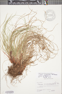 Carex nigromarginata image