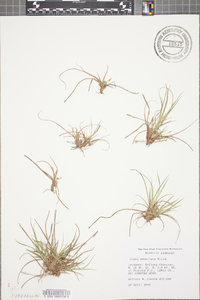 Carex umbellata image