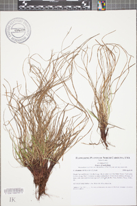 Carex umbellata image