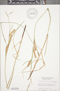 Carex vesicaria image