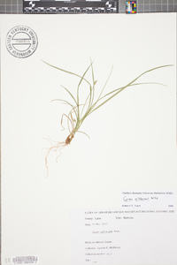 Carex willdenowii image