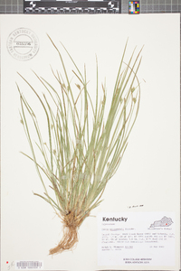 Carex willdenowii image