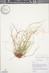 Carex nigromarginata image