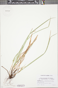 Carex willdenowii var. megarrhyncha image