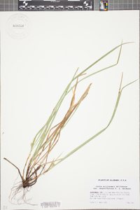 Carex willdenowii image