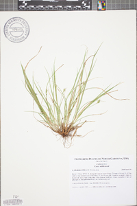 Carex willdenowii image