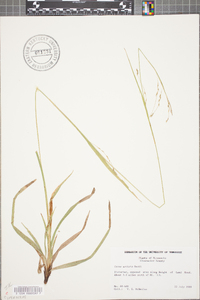 Carex arcta image