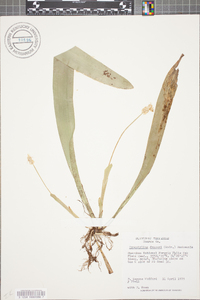 Carex fraseriana image