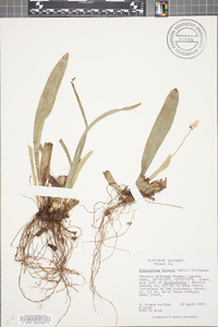 Carex fraseriana image