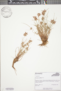 Cyperus bipartitus image